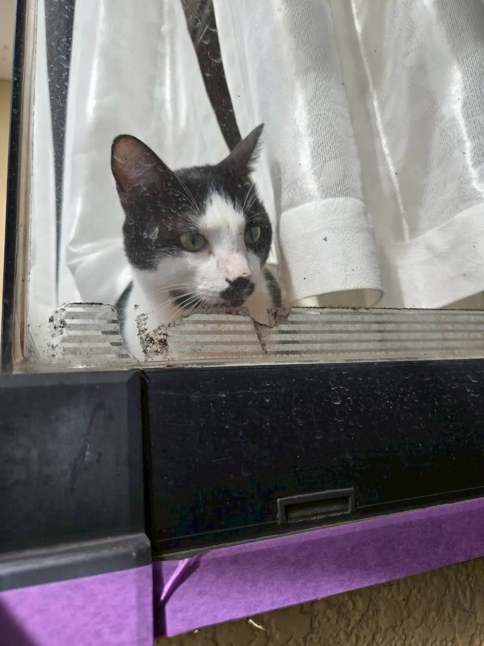 ご依頼者様宅に住む猫が覗きにきました♪